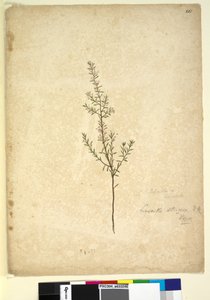 Page 261. Lissanthe strigosa by John William Lewin