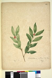 Page 263. Wikstroemia indica