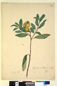 Page 264. Pomaderris elliptica by John William Lewin