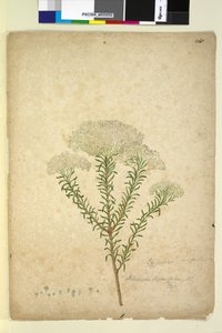 Page 268. Helichrysum diosmifolium Ozothamnus diosmifolius