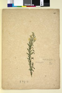 Page 272. Goodenia heterophylla