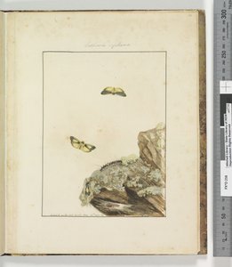 Page 39. Plate 10 Lithosa Replana