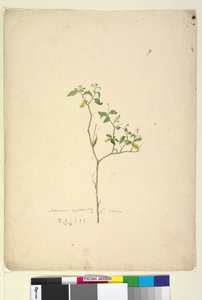 Solanum nigrum by John William Lewin