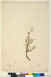 Page 42. Bursaria spinosa by John William Lewin