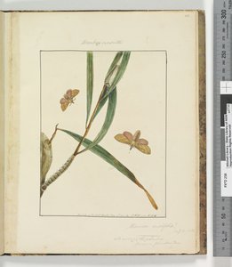 Page 43. Plate 11 Bombyx Nasuta, 1803-04 by John William Lewin