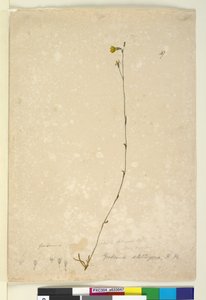 Page 47. Goodenia Stelligera