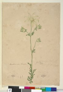 Page 48. Actinotus Helianthi