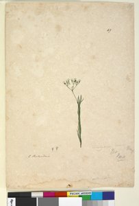Page 49. Trachymene linearis by John William Lewin