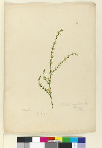 Pimelea curviflora