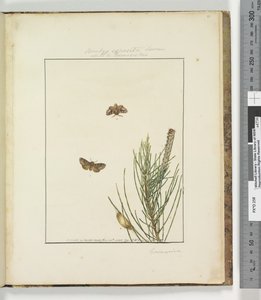 Page 51. Plate 13 Bombyx Exposita Lewin allied to...