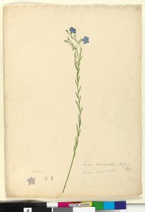 Page 52. Linum marginale by John William Lewin