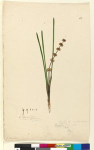 Page 62. Xerotes Lomandra multiflora by John William Lewin