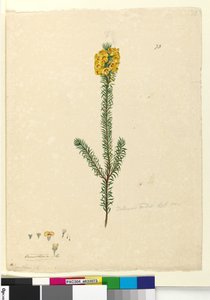 Page 73. Dillwynia Rubis?