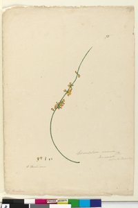 Page 75. Sphaerolobium vimineum by John William Lewin
