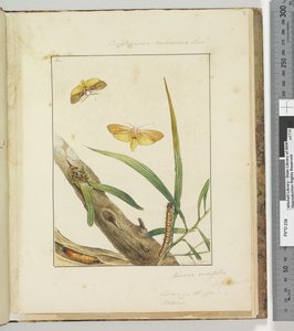 Page 7. Pl.2 Cryptophasa Rebescens Lew, 1803-04