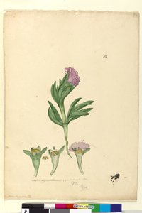 Page 82. Mesembryanthemum aequilaterale
