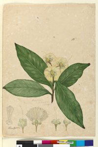 Page 85. Angophora intermedia by John William Lewin