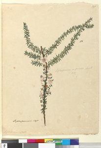 Page 86. Leptospermum scoparium by John William Lewin