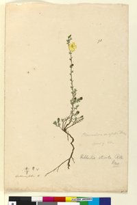 Page 93. Hibbertia stricta