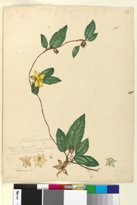 Page 95. Hibbertia dentata
