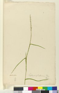 Lepturus cylindricus by John William Lewin