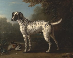 A Grey Spotted Hound by John Wootton