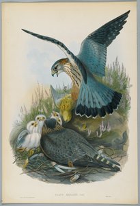 Falco Aesalon - Merlin, drawn by J. Wolf, engraved by H. C. Richter