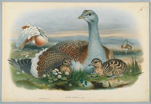 Otis Torda - Great Bustard, drawn by J. Wolf, engraved by H. C. Richter