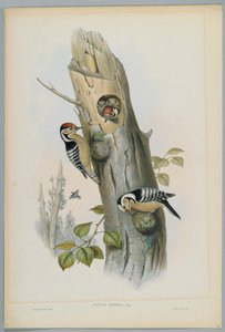 Picus Minor - Lesser Spotted Woodpecker, engraved by H. C. Richter by John after Gould