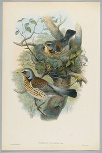 Turdus Pilarus - Juniper Thrush, engraved by H. C. Richter