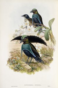 Superb Bird of Paradise
