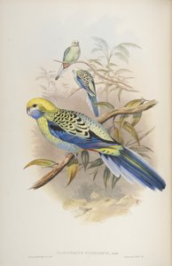 Platycerus Cyanogenus, from The Birds of Australia by John Gould by John and Richter Gould