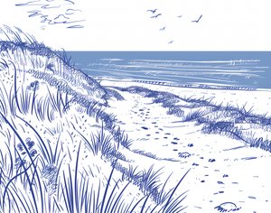 Coastal Dune Path