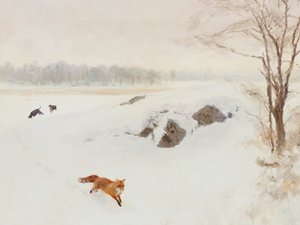 Red Fox Winter Pursuit