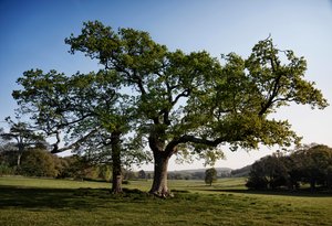 Goodwood Estate, West Sussex, 2019