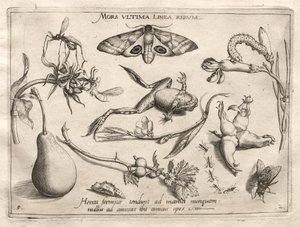Archetypes and Studies: Death is the Line that Marks the End of All (Part II, Plate 5) by Joris Hoefnagel