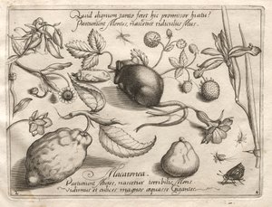 Archetypes and Studies: What can emerge in keeping with such a cavernous promise? (Part IV, plate 2) by Joris Hoefnagel