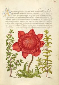 Basil Thyme, Poppy Anemone, and Myrtle by Joris Hoefnagel