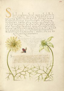 Black Cumins and Insect by Joris Hoefnagel