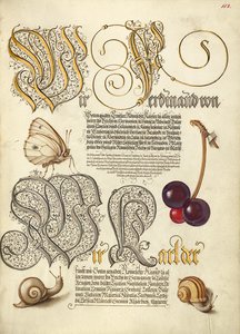 Butterfly, Sweet Cherry, and Land Snails by Joris Hoefnagel