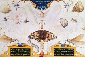 Diptych with Flowers and Insects, 1591 by Joris Hoefnagel