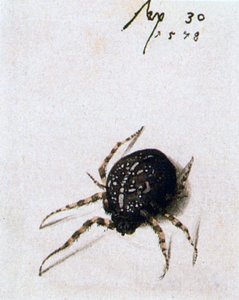 Female Spider, 1578 by Joris Hoefnagel