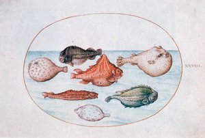 Fish, 16th century