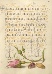 French Rose and Pistachio by Joris Hoefnagel