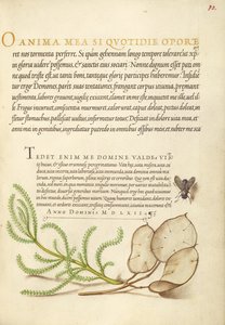 House Fly, Lavender Cotton, and Money Plant by Joris Hoefnagel