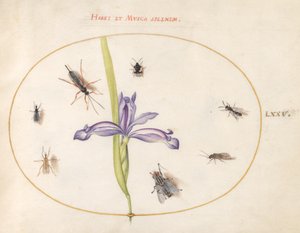 Insects, c.1575-80 by Joris Hoefnagel