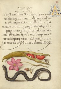 Kidney Bean, Poppy Anemone, and Adder by Joris Hoefnagel