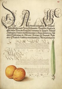 Mayfly, Apricot, and Reed Grass