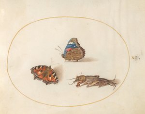Plate 11: Small Tortoiseshell and Red Admiral Butterflies with a Mole Cricket by Joris Hoefnagel