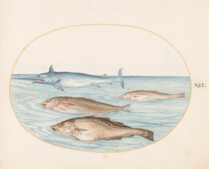 Plate 12: A Swordfish and Three Other Fish by Joris Hoefnagel